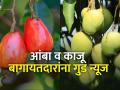 फळपीक विमा परताव्याची रक्कम अखेर बागायतदारांच्या खात्यावर जमा - Marathi News | The amount of fruit crop insurance is finally credited to the account of the horticulturists farmer | Latest agriculture News at Lokmat.com