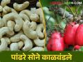 कोकणातील हमखास उत्पन्न देणाऱ्या काजू पिकावर संकट - Marathi News | Crisis on assured income giver cashew crop in Konkan | Latest agriculture News at Lokmat.com