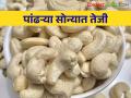 काजूची आवक झाली कमी.. दरात सातत्याने वाढ - Marathi News | Inflow of cashew nuts decreased.. Steady rise in price | Latest agriculture News at Lokmat.com