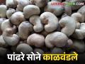 Cashew Market दर घसरल्याने काजू उत्पादक शेतकरी अडचणीत; कसा मिळतोय भाव - Marathi News | Cashew farmers in trouble due to fall in prices; How is the marketprice? | Latest agriculture News at Lokmat.com