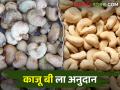 काजू 'बी' हमीभावाच्या प्रतीक्षेत.. सध्या दहा रूपये अनुदानाचा निर्णय - Marathi News | Waiting for cashew minimum support price.. currently decision of Rs.10 subsidy | Latest agriculture News at Lokmat.com