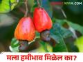कोकणातील अर्थकारण ठरविणारं पिक 'काजू' - Marathi News | Cashews are the main economic crop of Konkan | Latest agriculture News at Lokmat.com