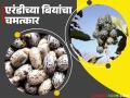 एरंडीचं तेल हे उत्तम औषध असताना थेट रासायनिक हल्ल्याचं साधन कसं काय ठरू शकतं? वाचा सविस्तर - Marathi News | How can castor oil be a direct chemical attack tool when it is a great medicine? Read in detail | Latest agriculture News at Lokmat.com