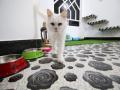 मांजर मारल्याप्रकरणी पोलीस ठाण्यात गुन्हा - Marathi News | In the case of cats, crime in the police station | Latest thane News at Lokmat.com