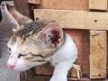 कॅरमबोर्डच्या छिद्रात अडकलेल्या मांजराच्या पिलाची झाली सुटका - Marathi News | Kittens trapped in caramboard holes rescued | Latest solapur News at Lokmat.com