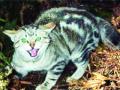 मांजरांमुळे आॅस्ट्रेलिया बेजार, १0 लाख पक्ष्यांचा उडवतात फडशा - Marathi News | Cats get rid of Australia Bayer, Fifa one million birds; | Latest international News at Lokmat.com