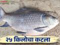 Catla Fish कोयना नदीपात्रात सापडला २५ किलोचा कटला मासा - Marathi News | Catla Fish: 25 kg cut fish found in Koyna river basin | Latest agriculture News at Lokmat.com
