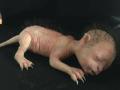 मांजरीचं पिल्लू की मानवी अर्भक, सत्य ऐकून तुम्हीही व्हाल थक्क   - Marathi News | viral video newborn baby looks like a Kitten | Latest jarahatke News at Lokmat.com