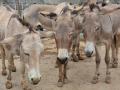 कोरोना संकटातही पाकिस्तानात गाढवांच्या संख्येत लक्षणीय वाढ - Marathi News | Significant increase in the number of donkeys even in the Corona crisis in Pakistan | Latest international News at Lokmat.com