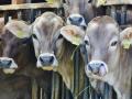 गुरांच्या खरेदी-विक्रीला ‘आधार’ची वेसण! - Marathi News | Aadhaar for sale and purchase of cattle | Latest buldhana News at Lokmat.com