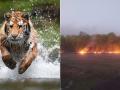 Fire Break : वाघोबाच्या घरात धुमसतेय आग; 'बांधवगड'मध्ये वणवा, तीन जिल्ह्यांत धुराची लाट - Marathi News | Terrible fire at Tiger Park, waves of smoke spreading in three districts | Latest national News at Lokmat.com
