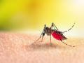 डेंग्यूचा धोका, नागपुरात चार दिवसांत १८० रुग्ण - Marathi News | Danger of dengue, 180 patients in four days in Nagpur | Latest nagpur News at Lokmat.com