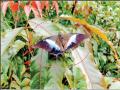 ‘ब्लू नवाब’ या दुर्मीळ फुलपाखराचे सह्याद्रीत दर्शन - Marathi News | A rare sighting of the rare butterfly 'Blue Nawab' in pune | Latest pune News at Lokmat.com