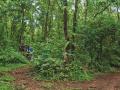 राज्यात ३३ टक्के जंगलाची प्रतीक्षा; वनमहोत्सवाला प्रारंभ - Marathi News | 33 percent forest cover in the state; Vanamahotsav begins | Latest amravati News at Lokmat.com