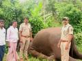 विद्युत तारेचा करंट बसल्याने जंगली हत्तीचा मृत्यू; शेतकऱ्यावर गुन्हा दाखल - Marathi News | A wild elephant died due to electrocution, a case was registered against the farmer in mysore | Latest national News at Lokmat.com