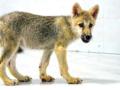 चीनची अशीही कमाल... तयार केला लांडग्याचाही डुप्लिकेट! - Marathi News | China's maximum ... created a duplicate of the wolf! | Latest international News at Lokmat.com