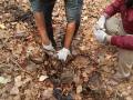 कुजलेल्या अवस्थेत आढळले वाघाचे अवयव; मृत्युचे गुढ कायम - Marathi News | Tiger organs found in decaying state; The mystery of death remains | Latest gondia News at Lokmat.com
