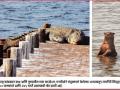 पाणमांजरे अन् मगरींना वाचवू; संवर्धनासाठी कोकणात होणार अभ्यास - Marathi News | Save waterfowl, crocodiles; The study will be held in Konkan | Latest mumbai News at Lokmat.com