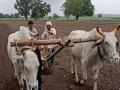 उशिराच्या पावसामुळे राज्यात ६० लाख हेक्टरवर पेरणी शिल्लक - Marathi News | Due to late rains, sowing remains on 60 lakh hectares in the state | Latest chandrapur News at Lokmat.com