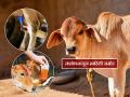 गोमुत्र पिताय? संशोधनातून समोर आली महत्त्वाची माहिती; जाणून घ्या धोका अन् फायदा - Marathi News | Cow urine unfit for humans, says top animal research body IVRI | Latest national News at Lokmat.com