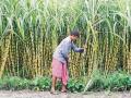 "शेतकऱ्यांना सोन्याचे दिवस, साखर निर्यातीत भारत जगात अव्वल" - Marathi News | India tops the world in sugar exports and Maharashtra ranks third | Latest pune News at Lokmat.com