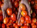 आता सरकारकडून घ्या ८० रु. किलाे दराने टाेमॅटाे - Marathi News | Now take Rs.80 from the government. Tomatoes per kilo | Latest business News at Lokmat.com