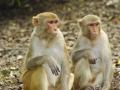 ठाण्यात विजेच्या धक्क्याने दोन जंगली वानरांचा मृत्यू - Marathi News | Two wild monkeys killed in Thane | Latest thane News at Lokmat.com