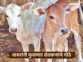 Cattle Breeding Scheme : वासरांनी फुलणार शेतकऱ्यांचे गोठे; पशुसंवर्धन विभागाचा नवा उपक्रम वाचा सविस्तर - Marathi News | latest news Cattle Breeding Scheme: Farmers' cowsheds will be filled with calves; New initiative of Animal Husbandry Department read in details | Latest agriculture News at Lokmat.com