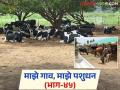 उन्हाळ्यात जनावरांमध्ये येणारा ताण कमी करण्यासाठी करा ह्या १० गोष्टी; वाचा सविस्तर - Marathi News | Do these 10 things to reduce heat stress in livestock during summer season; Read in details | Latest agriculture News at Lokmat.com