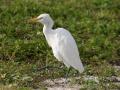 पक्षी निवडणूक : गायबगळा ठरला अकोल्याचा पक्षी - Marathi News | Bird selection: Cattle egret Akola's bird | Latest akola News at Lokmat.com