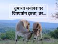 सावधान, तुमच्या जनावरांना विषबाधा झाली, तर असे करा उपाय - Marathi News | Be careful, if your dairy animals get poisoned, do this remedy | Latest agriculture News at Lokmat.com