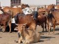 दुष्काळात जनावरांना मिळेना भाव! - Marathi News | cattle not get rates in drought hit area | Latest akola News at Lokmat.com