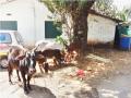 गुरांची अवैध वाहतूक करणारा टेम्पो पकडला; दोन गायींचा मृत्यू - Marathi News | police Caught tempo transporting cattle illegally in poladpur | Latest raigad News at Lokmat.com