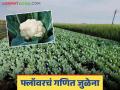 Cauliflower Bajar Bhav : फ्लॉवर उत्पादक शेतकऱ्यांची अवस्था आगीतून फुफाट्यात पडल्यासारखी - Marathi News | Cauliflower Bajar Bhav : The situation of flower farmers is like falling from a fire; crop economics cant match | Latest agriculture News at Lokmat.com