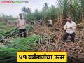 Sugarcane Farming : वकील करतायत उसाची शेती; एका उसाचे वजन भरलं साडेचार किलो - Marathi News | Sugarcane Farming : Sugarcane farming done by lawyers; One sugarcane weighs four and a half kilos | Latest agriculture News at Lokmat.com