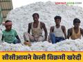 Cotton Market : सीसीआयने केली १८ लाख क्विंटल कापसाची विक्रमी खरेदी; काय मिळाला दर ते वाचा सविस्तर - Marathi News | Cotton Market : CCI made a record purchase of 18 lakh quintals of cotton; Read in detail what you got | Latest agriculture News at Lokmat.com