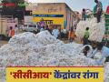 Cotton market :'सीसीआय' केंद्रांवर कापूस विक्रीचा ओघ वाढला; असा मिळाला दर ते वाचा सविस्तर - Marathi News | Cotton market: Cotton sales increased at 'CCI' centers read in deatils | Latest agriculture News at Lokmat.com
