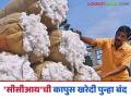 kapus kharedi : 'सीसीआय'ची खरेदी बंद होताच कापसाचे दर क्विंटलमागे कसे? वाचा सविस्तर - Marathi News | kapus kharedi : As the purchase of 'CCI' closes, how will the price of cotton per quintal be? Read in detail | Latest agriculture News at Lokmat.com