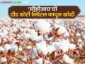 राज्यात 'सीसीआय'ने केली दीड कोटी क्विंटल कापसाची खरेदी; १९ जिल्ह्यांतील शेतकऱ्यांना ११ हजार ६६० कोटी रुपयांचे वाटप - Marathi News | CCI procures 1.5 lakh quintals of cotton in the state; Rs 11,660 crore distributed to farmers in 19 districts | Latest agriculture News at Lokmat.com