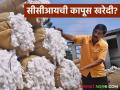Cotton Moisture : कापसाचा ओलावा 12 टक्क्यांच्या खाली असल्यास काय भाव मिळणार? वाचा सविस्तर  - Marathi News | Latest News Cotton moisture below 12 percent see market price Read in detail  | Latest agriculture News at Lokmat.com