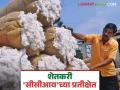 Cotton Market: सीसीआयचे सर्व्हर 'बंद'; 'या' दिवशी सीसीआय खरेदीचे संकेत - Marathi News | Cotton Market: latest news CCI's server 'down'; Indications of buying CCI on 'this' day | Latest agriculture News at Lokmat.com