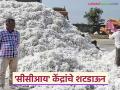 Kapus Kharedi :'सीसीआय' केंद्रांचे शटडाऊन; शेतकऱ्यांची कापूसकोंडी वाढली - Marathi News | latest news Kapus Kharedi: Shutdown of 'CCI' centers; Farmers' cotton crisis increases | Latest agriculture News at Lokmat.com