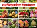 फळपिक विमा योजनेसाठी कोणत्या जिल्हांना कोणती विमा कंपनी? जाणून घ्या | Crop Insurance - Marathi News | maharashtra state Which insurance company for which districts for fruit crop insurance scheme Learn | Crop Insurance | Latest agriculture News at Lokmat.com