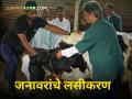Animal Vaccination : शेतकऱ्यांनो जनावरांचे लसीकरण करा! पशुसंवर्धन विभागाकडून मोहीम - Marathi News | Animal Vaccination dairy farmring Farmers vaccinate animals Campaign by Department of Animal Husbandry | Latest agriculture News at Lokmat.com