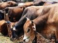मुदतवाढ मिळूनही पशुगणना लांबणीवर! - Marathi News |  Livestock census not complited within the extension of the deadline! | Latest vashim News at Lokmat.com