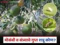 Citrus Pest Management: मोसंबी व संत्र्याचे गुप्त शत्रू; सायला, काळी व पांढरी माशी नियंत्रणाचे उपाय वाचा सविस्तर - Marathi News | latest news Citrus Pest Management : Secret enemies of Citrus and Oranges; Read detailed measures to control scale, black and white flies | Latest agriculture News at Lokmat.com