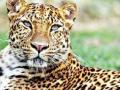 बिबट्याची रुग्णालय परिसरात 'एन्ट्री' अन् सगळ्यांचीच दाणादाण - Marathi News | Leopard found in the meghe sawangi hospital premises vardha | Latest vardha News at Lokmat.com