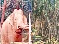Kolhapur: हाजगोळी परिसरात हत्तीचा धुमाकूळ सुरूच, ऊस लवकर उचल करण्याची मागणी - Marathi News | Damage to sugarcane crop by elephant in Hajgoli area of ​​Chandgad taluka kolhapur | Latest kolhapur News at Lokmat.com