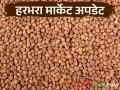 Chana Market : चाफा, लाल, काबुली हरभऱ्याला काय दर मिळतोय? वाचा सविस्तर  - Marathi News | Latest News chana Market See market prices of chafa, red, and Kabuli harbhara Read in detail | Latest agriculture News at Lokmat.com