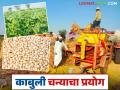Success Story: काबुली चण्याचा 'या' गावात यशस्वी प्रयोग; मिळाले लाखो रुपयांचे उत्पन्न - Marathi News | Success Story: Successful trial of Kabuli gram in 'this' village; Earned income of lakhs of rupees | Latest agriculture News at Lokmat.com